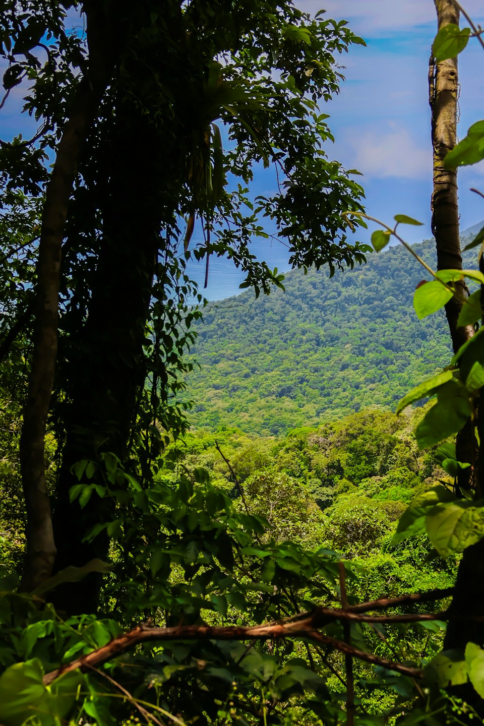 Lush tropical jungle landscape with mountains and distant ocean.